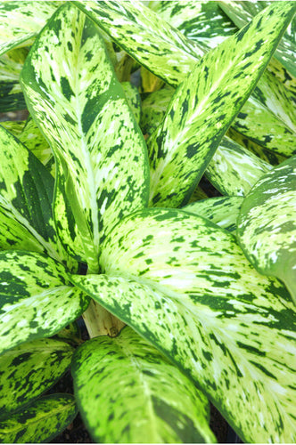 Dieffenbachia 'Starbright' Sydney's Plant Market