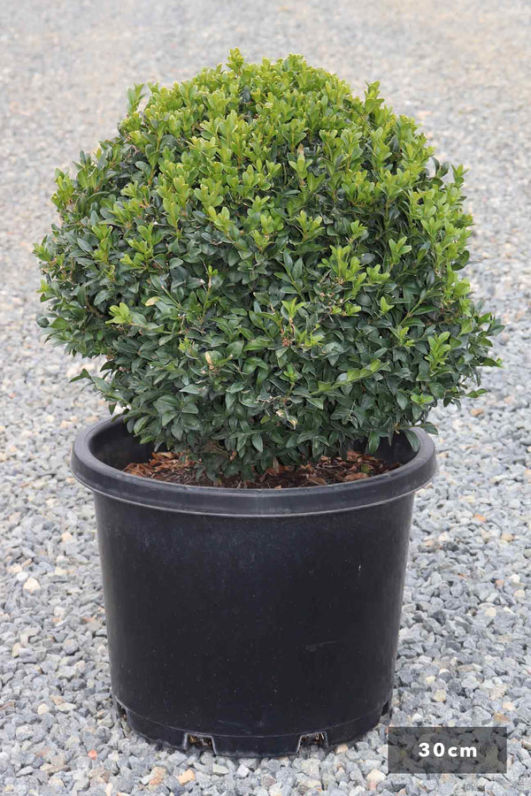 ENGLISH BUXUS SEMPERVIRENS BALL Sydney's Plant Market