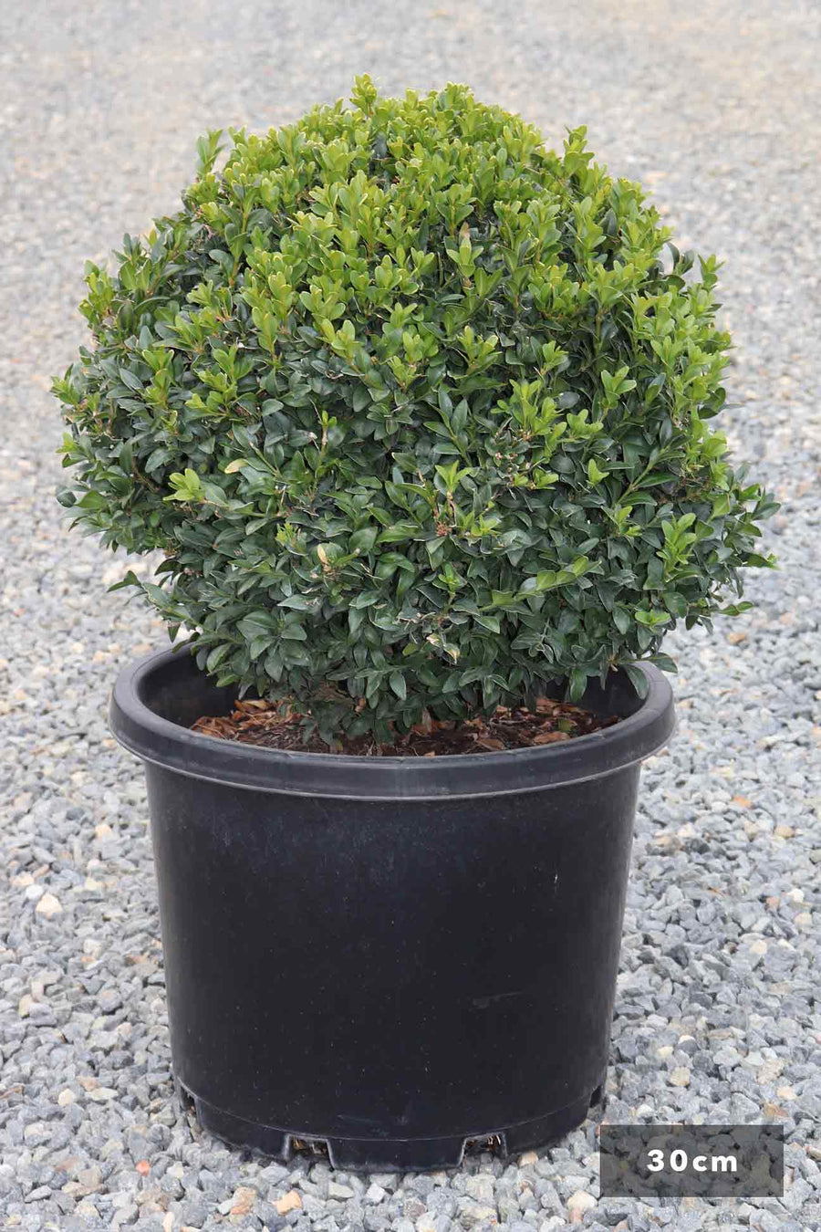 ENGLISH BUXUS SEMPERVIRENS BALL Sydney's Plant Market