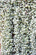 DICHONDRA 'SILVER FALLS' - Sydney's Plant Market