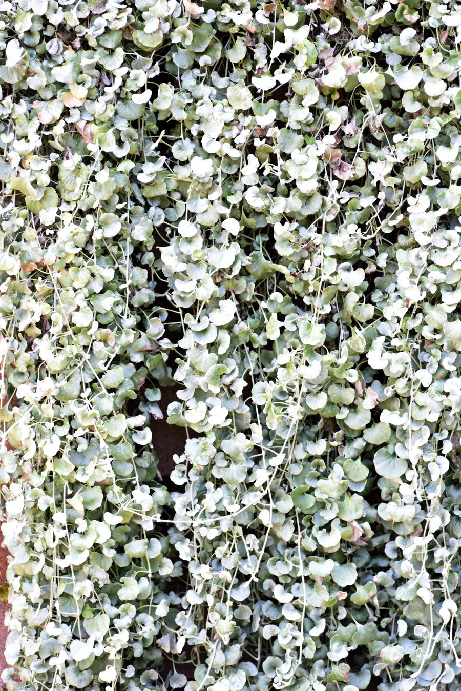 DICHONDRA 'SILVER FALLS' - Sydney's Plant Market