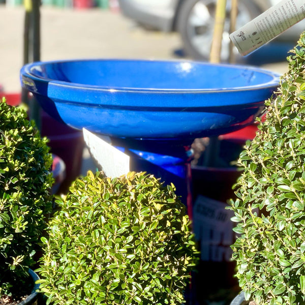 GLAZE BIRD BATH  - ASSORTED COLOURS - Sydney's Plant Market