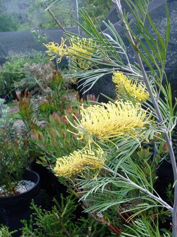 GREVILLEA SANDRA GORDON Sydney's Plant Market