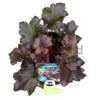 Heuchera Black Taffeta 140mm Sydney's Plant Market