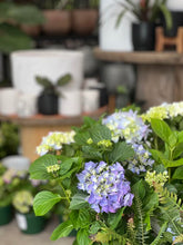 Load image into Gallery viewer, Hydrangea Macrophylla
