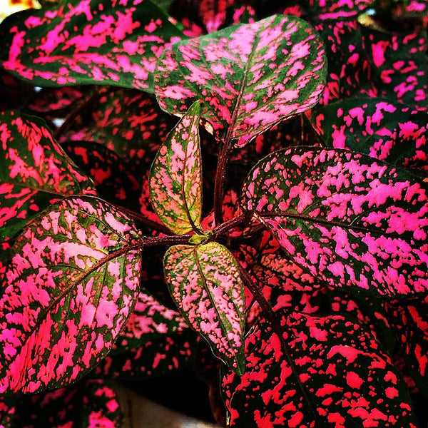 Hypoestes - Confetti Red Sydney's Plant Market