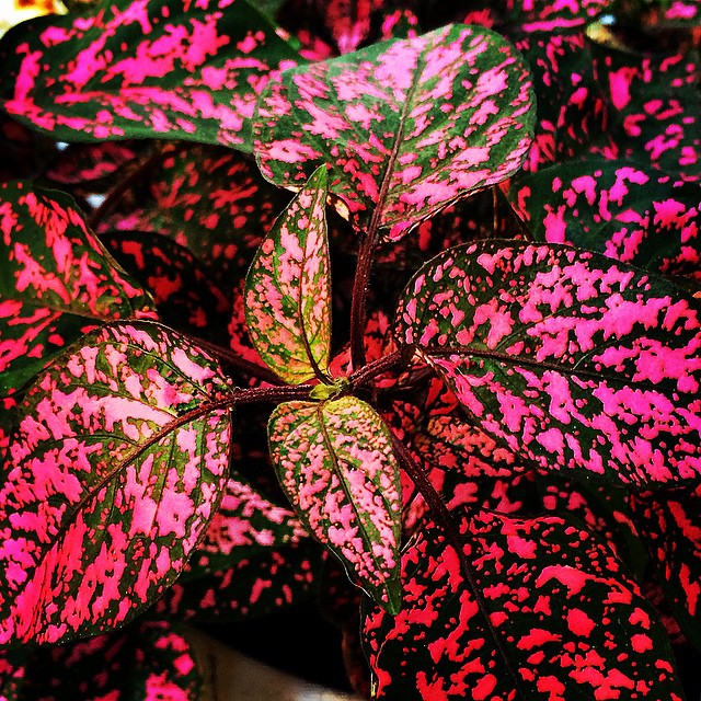 Hypoestes - Confetti Red Sydney's Plant Market