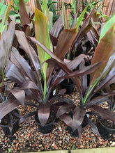 Load image into Gallery viewer, Cordyline negra
