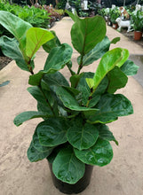 Load image into Gallery viewer, Ficus Lyrata &#39;Bambino&#39; - Fiddle Leaf Fig
