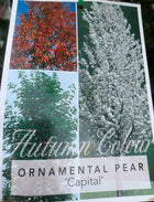 Pyrus Calleryana Capital Ornamental Pear - Sydney's Plant Market