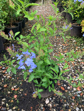 Load image into Gallery viewer, Plumbago Auriculata - Blue
