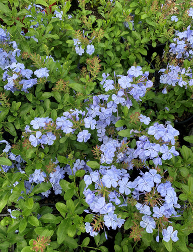Plumbago Auriculata - Blue - Sydney's Plant Market