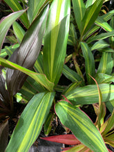 Load image into Gallery viewer, Cordyline negra
