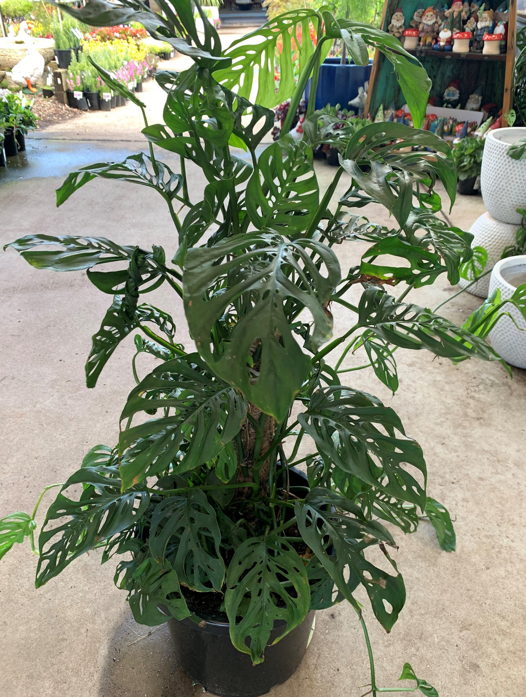 Monstera Adansonii