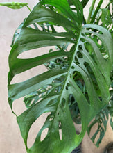 Load image into Gallery viewer, Monstera Adansonii
