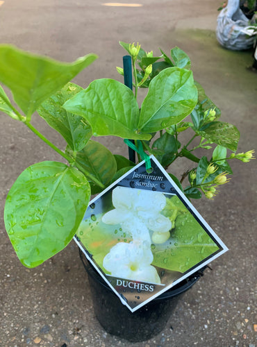 Jasminum Sambac - Arabian Jasmine - Sydney's Plant Market