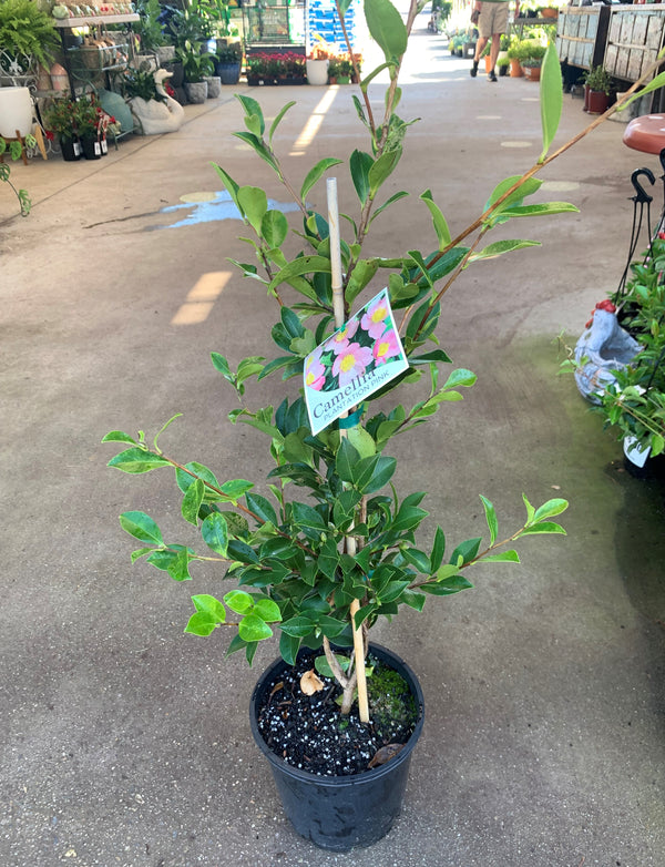 Camellia Sasanqua - Assorted - Sydney's Plant Market