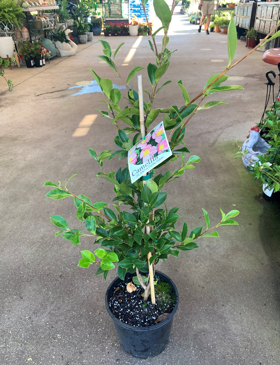 Camellia Sasanqua - Assorted - Sydney's Plant Market