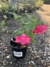 Load image into Gallery viewer, Potted Roses - Assorted
