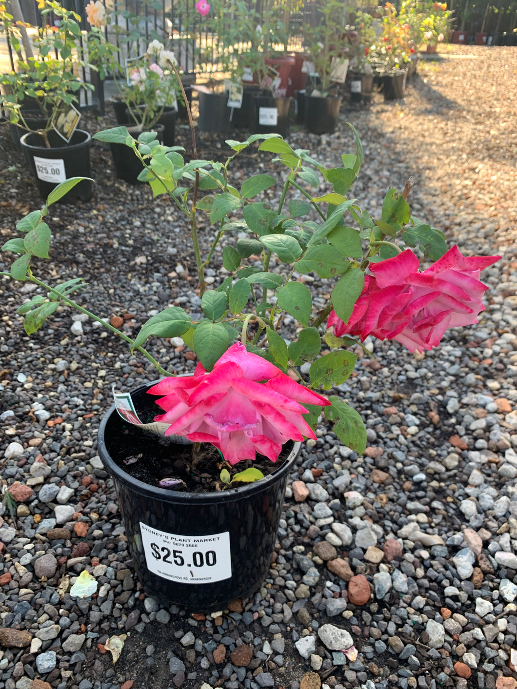 Potted Roses - Assorted