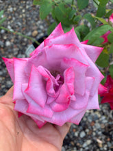 Load image into Gallery viewer, Potted Roses - Assorted
