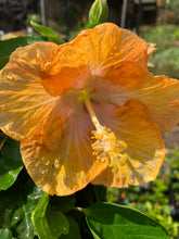Load image into Gallery viewer, Hibiscus - Assorted
