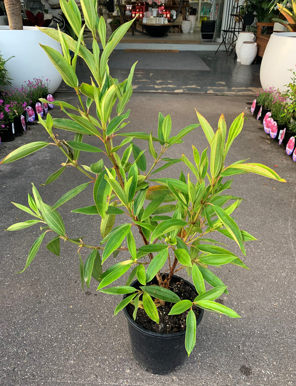 Tibouchina - Alstonville - Sydney's Plant Market