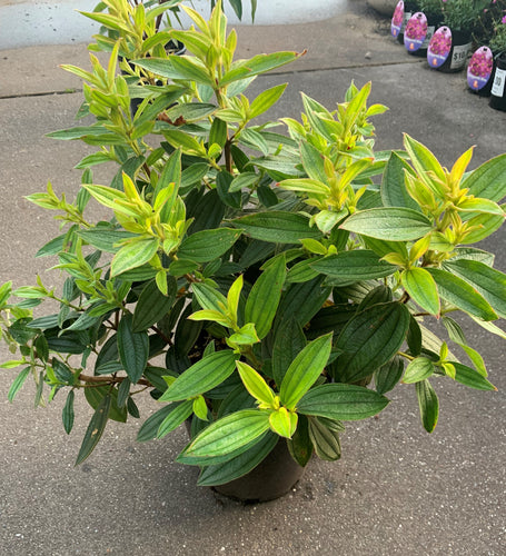 Tibouchina - Jules - Sydney's Plant Market