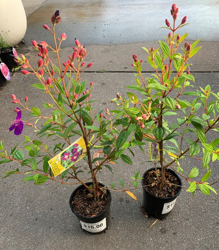 Tibouchina - Jazzie - Sydney's Plant Market