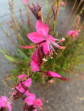 Load image into Gallery viewer, Gaura Belleza Dark Pink
