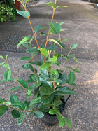 ACCA SELLOWIANA (PINEAPPLE GUAVA FEIJOA) - Sydney's Plant Market
