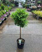 Standard Lily Pily Topiary - Sydney's Plant Market