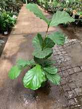 Load image into Gallery viewer, Ficus Lyrata - Fiddle Leaf Fig

