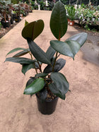 FICUS BURGANDY 'RUBBER PLANT' - Sydney's Plant Market