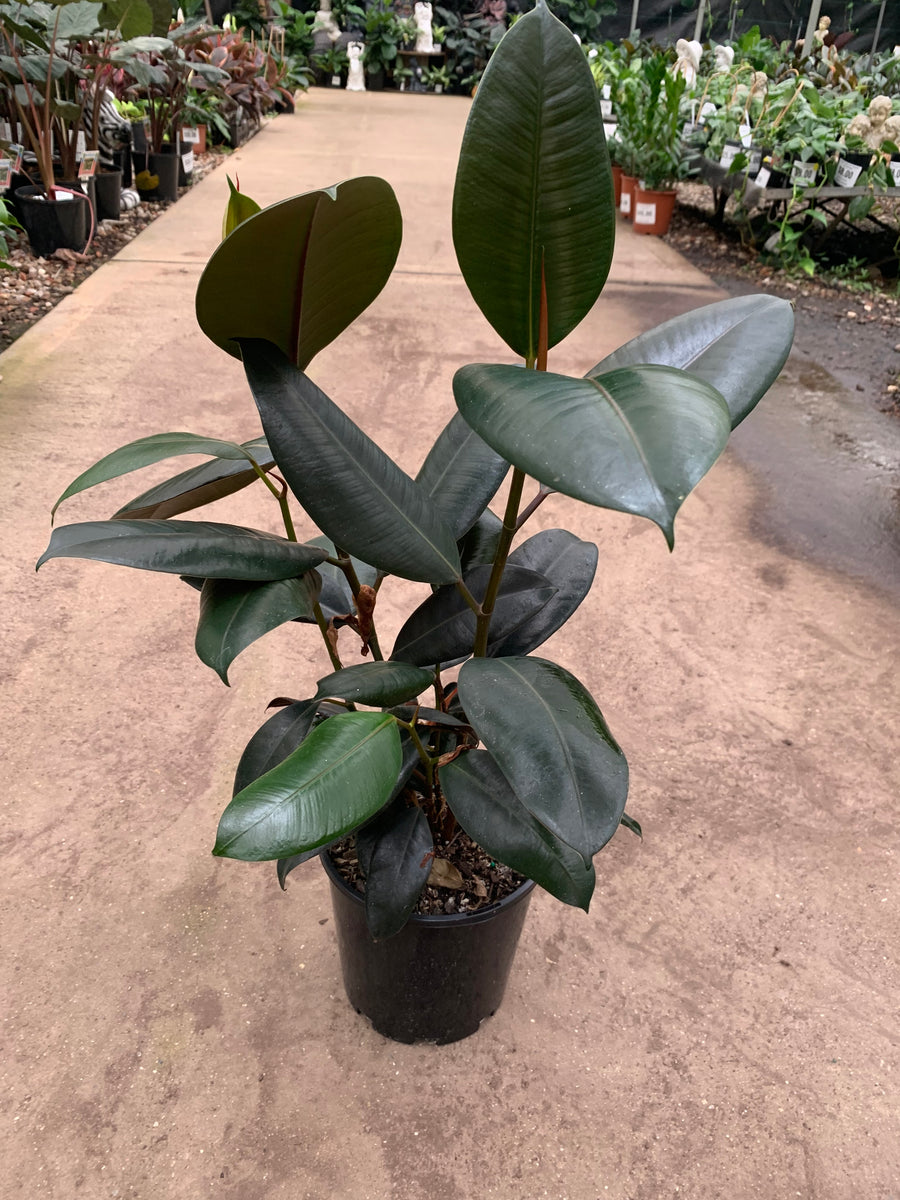 FICUS BURGANDY 'RUBBER PLANT' - Sydney's Plant Market