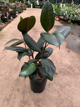 Load image into Gallery viewer, Ficus Burgandy - Rubber Plant
