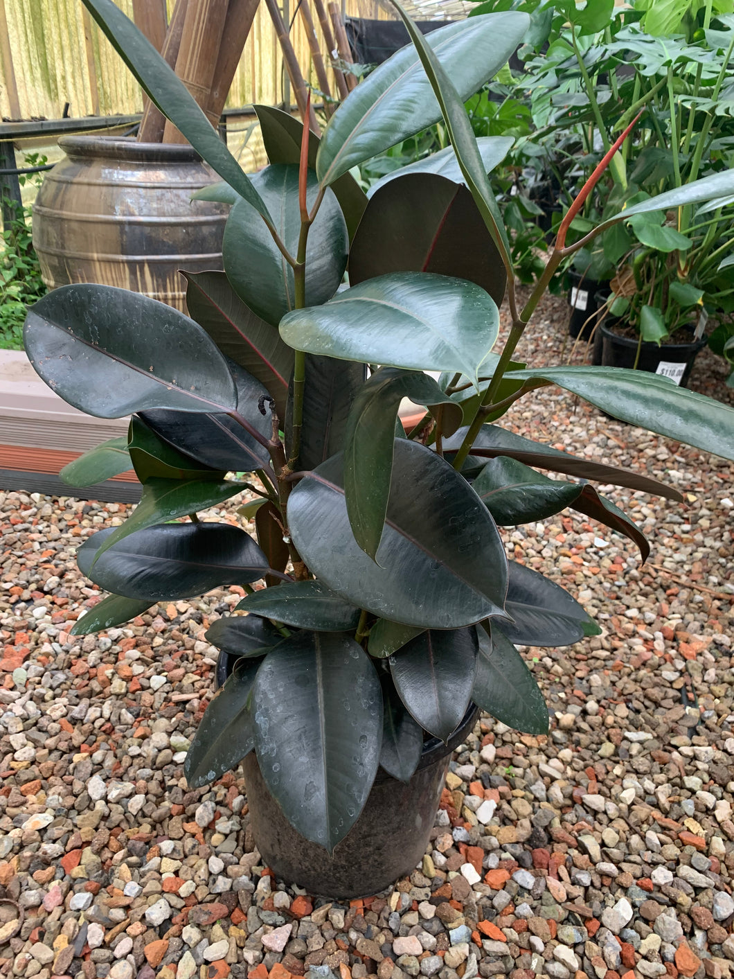 Ficus Burgandy - Rubber Plant