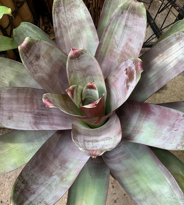 Alcantarea - Silver Plum - Sydney's Plant Market
