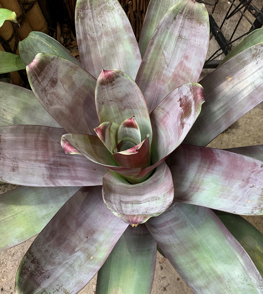 Alcantarea - Silver Plum - Sydney's Plant Market