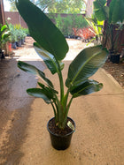 STRELITZIA NICOLAI - GIANT BIRD OF PARADISE - Sydney's Plant Market