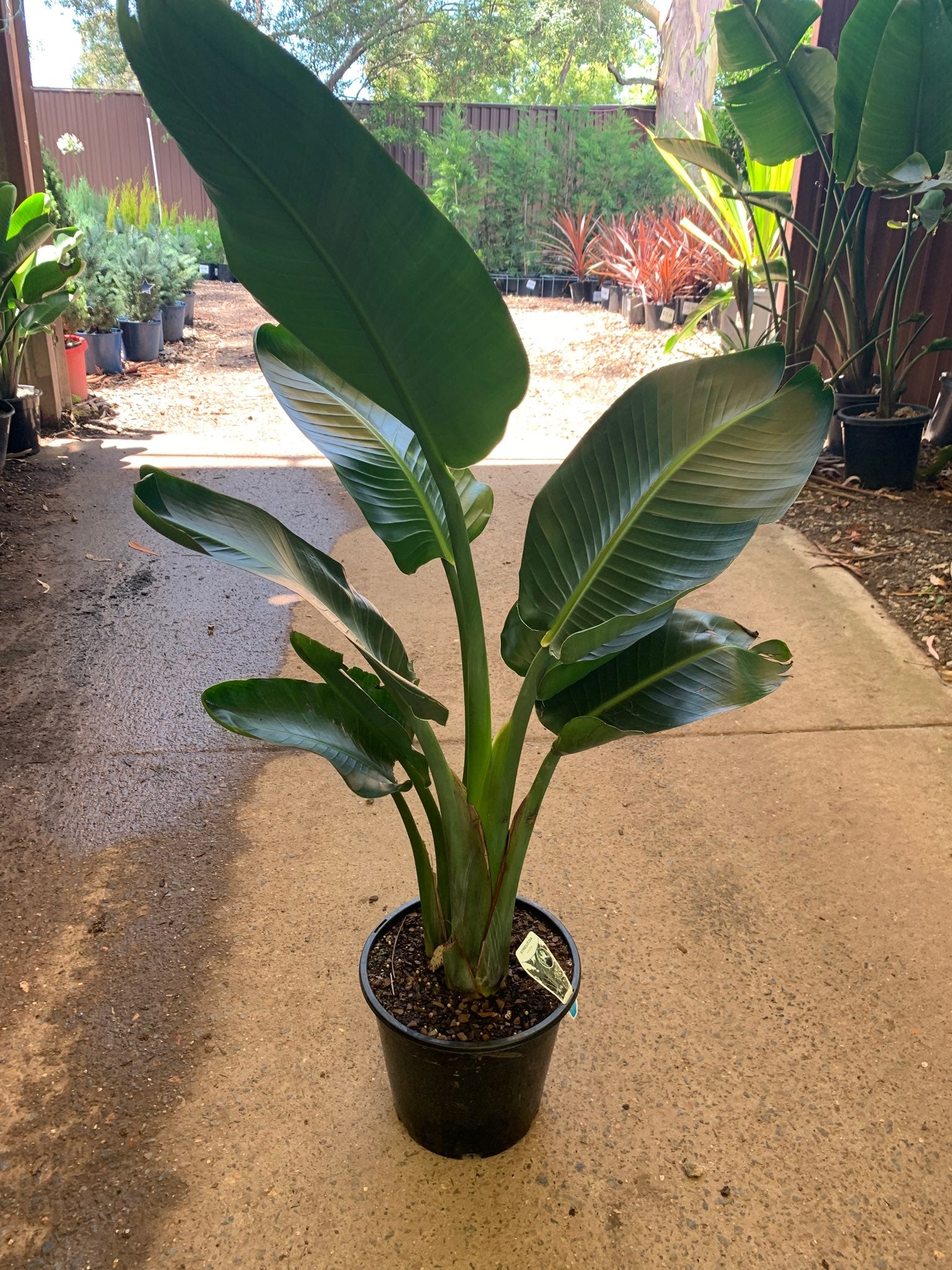 giant strelitzia nicolai STRELITZIA NICOLAI