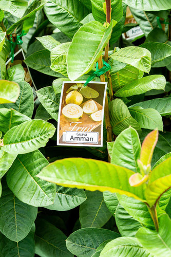 Guava Amman 200mm Sydney's Plant Market