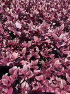 Alternanthera Little Ruby™ - Sydney's Plant Market