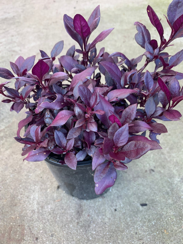 Alternanthera Little Ruby™ - Sydney's Plant Market