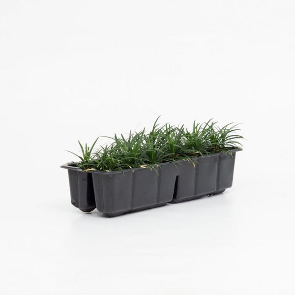 DWARF MONDO GRASS Sydney's Plant Market
