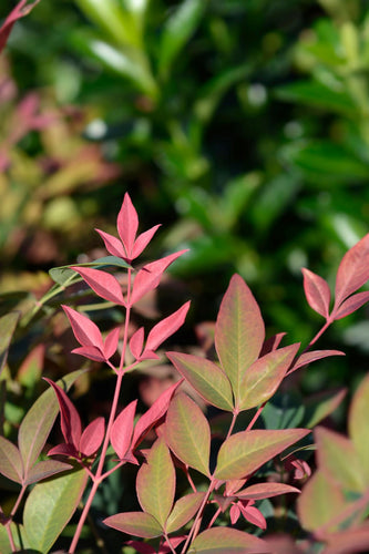 Nandina Obsession - Sydney's Plant Market