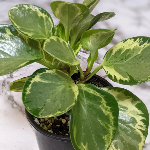 Peperomia Obtusifolia Marble - White Verigated Sydney's Plant Market