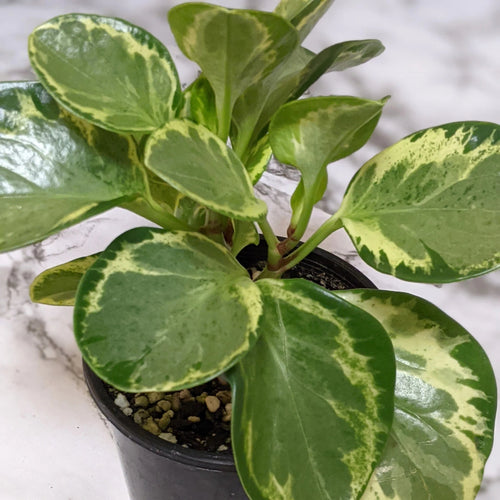 Peperomia Obtusifolia Marble - White Verigated Sydney's Plant Market