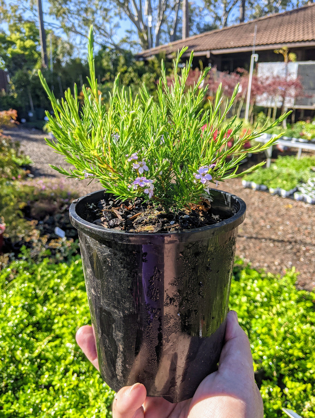 Coleonema Compactum Brilliant Pink - Pink Diosma - Sydney's Plant Market