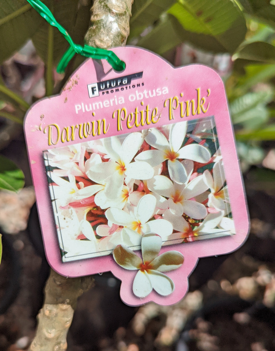 Frangipani - Darwin Petite Pink